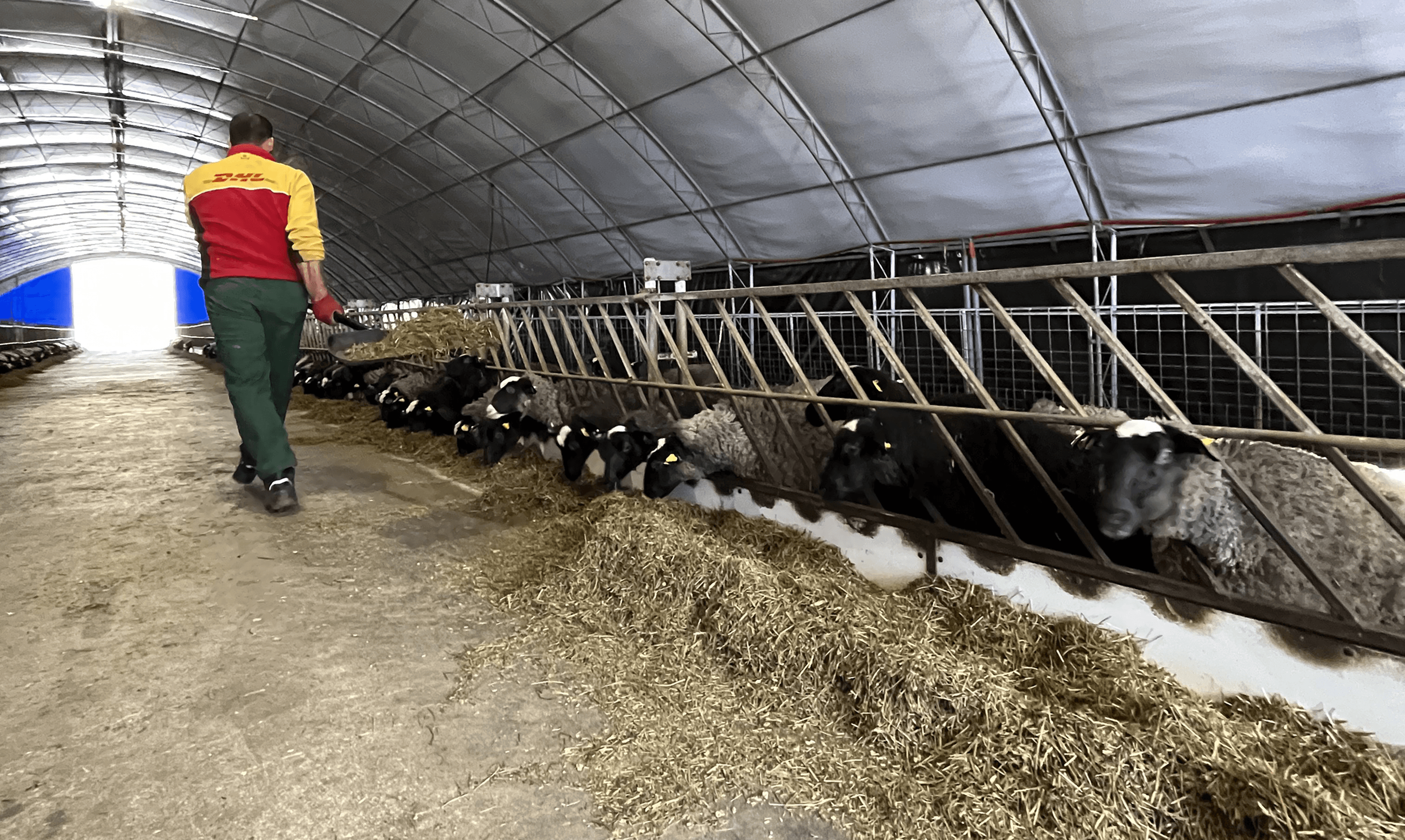 Worker distributing food to sheep